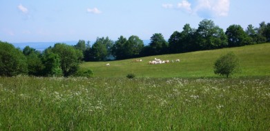 Louky u vrcholku Džbány (688 m)