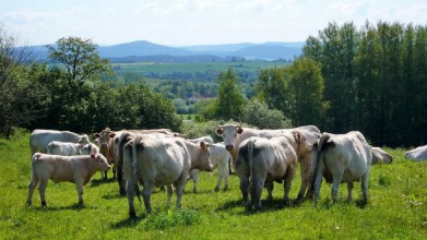 Od Budenína, V dálce vrcholek Blaníku