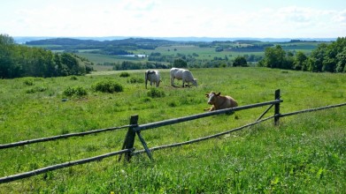 Od Budenína, východním směrem - Podblanicko